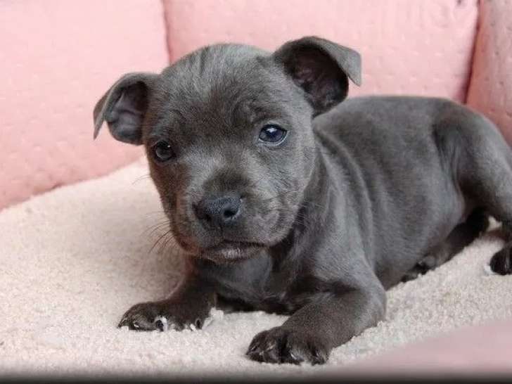 À réserver, 2 chiots Staffordshire Bull Terrier LOF