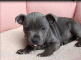 À réserver, 2 chiots Staffordshire Bull Terrier LOF