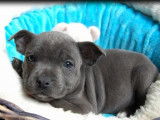 À réserver, 2 chiots Staffordshire Bull Terrier LOF
