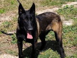 Chiot mâle Malinois charbonné à vendre (LOF)