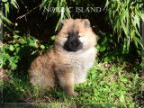 Chiots Eurasier femelles LOF à réserver