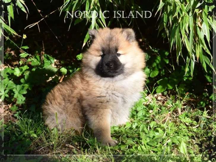Chiots Eurasier femelles LOF à réserver