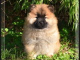 Chiots Eurasier femelles LOF à réserver