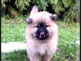 Chiots Eurasier femelles LOF à réserver