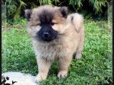Chiots Eurasier femelles LOF à réserver