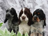 À vendre, 2 chiots femelles Cocker Anglais (LOF)