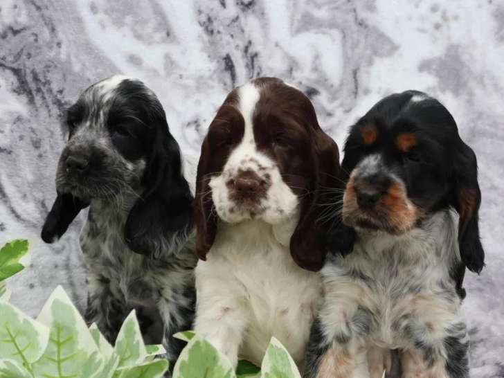 À vendre, 2 chiots femelles Cocker Anglais (LOF)