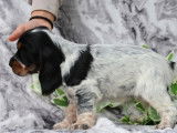 À vendre, 2 chiots femelles Cocker Anglais (LOF)