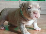 Chiots American Bully pocket à vendre