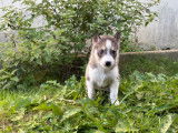 Chiots Husky LOF à vendre
