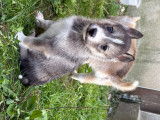 Chiots Husky LOF à vendre