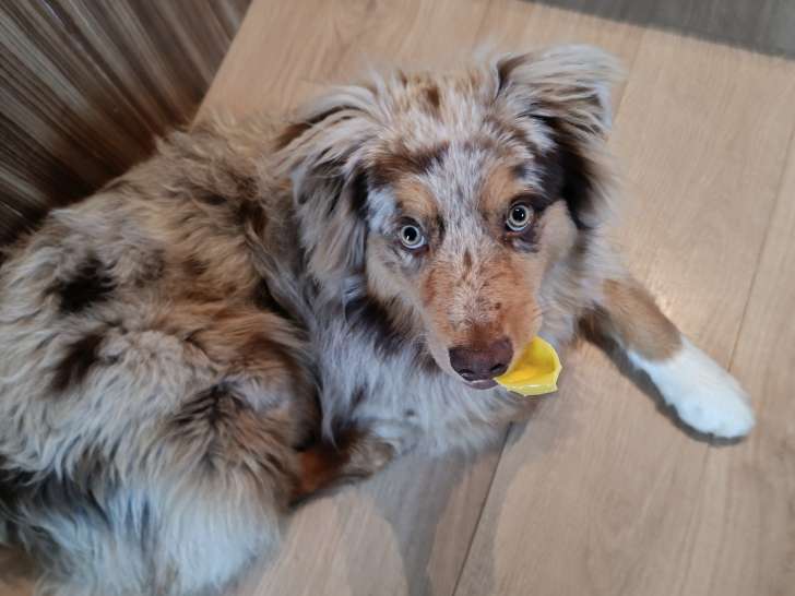Mâle Berger Australien disponible pour saillie