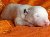8 chiots Laïka de Yakoutie LOF à réserver