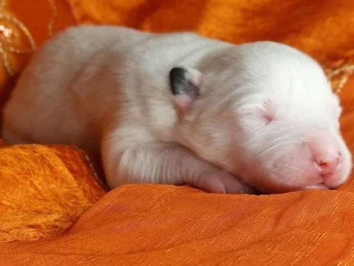 8 chiots Laïka de Yakoutie LOF à réserver