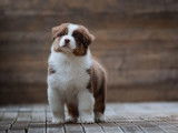 À réserver, 4 chiots Bergers Australiens (LOF)