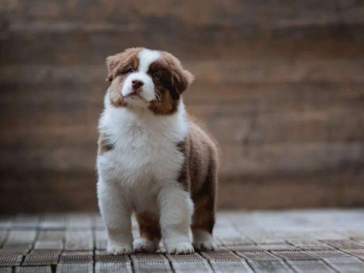À réserver, 4 chiots Bergers Australiens (LOF)