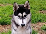 Chiot femelle Husky de Sibérie LOF à vendre
