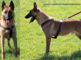 À vendre, 2 chiens mâles adultes Bergers Belges Malinois LOF