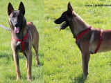 À vendre, 2 chiens mâles adultes Bergers Belges Malinois LOF