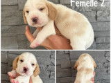 À réserver, 4 chiots Beagle (LOF)