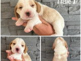 À réserver, 4 chiots Beagle (LOF)