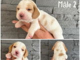 À réserver, 4 chiots Beagle (LOF)