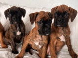 Chiots Boxer disponibles à la réservation (LOF)
