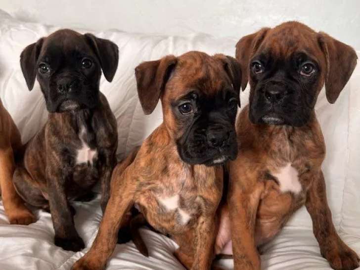 Chiots Boxer disponibles à la réservation (LOF)