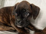 Chiots Boxer disponibles à la réservation (LOF)