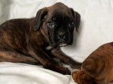 Chiots Boxer disponibles à la réservation (LOF)