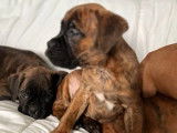Chiots Boxer disponibles à la réservation (LOF)