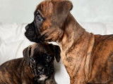 Chiots Boxer disponibles à la réservation (LOF)