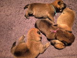 1 chiot femelle Shiba Inu LOF à réserver