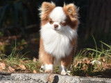 Chien adulte Chihuahua disponible à l’achat (LOF)