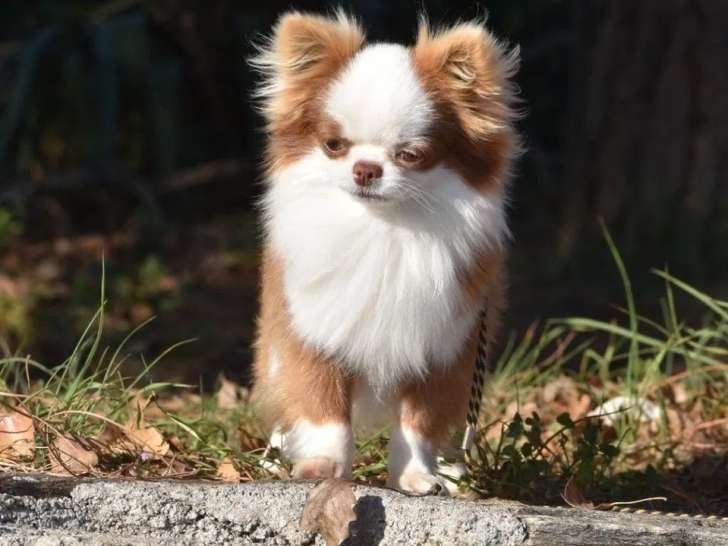 Chien adulte Chihuahua disponible à l’achat (LOF)