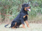 1 chiot mâle Rottweiler LOF à vendre