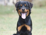 1 chiot mâle Rottweiler LOF à vendre