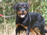 1 chiot mâle Rottweiler LOF à vendre