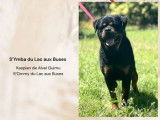 1 chiot mâle Rottweiler LOF à vendre