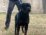 Chien adulte mâle Rottweiler disponible pour saillie (LOF)