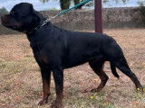 Chien adulte mâle Rottweiler disponible pour saillie (LOF)
