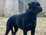 Chien adulte mâle Rottweiler disponible pour saillie (LOF)