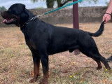 Chien adulte mâle Rottweiler disponible pour saillie (LOF)