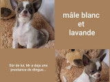 4 chiots mâles Chihuahua à vendre (LOF)