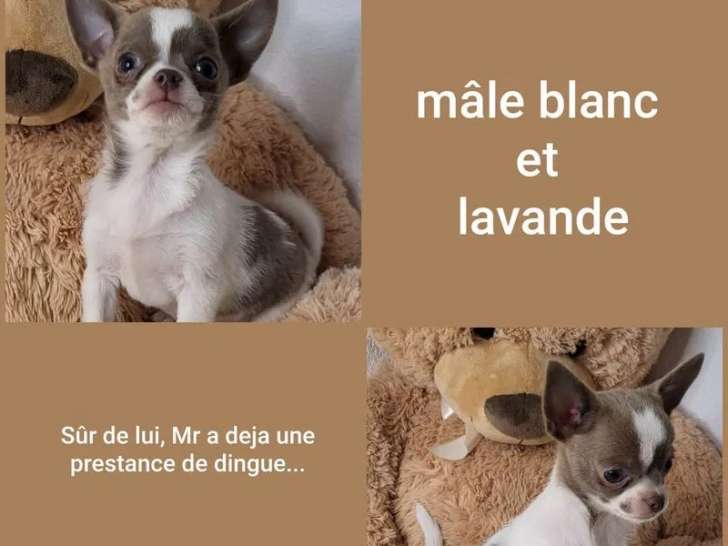 4 chiots mâles Chihuahua à vendre (LOF)