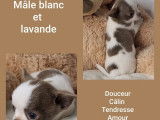 4 chiots mâles Chihuahua à vendre (LOF)