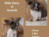 4 chiots mâles Chihuahua à vendre (LOF)
