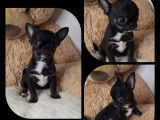 4 chiots mâles Chihuahua à vendre (LOF)