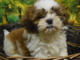 Chiot mâle Shih Tzu tricolore disponible à la vente (LOF)