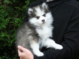 Chiots Pomsky à vendre